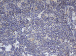 BCL10 Antibody in Immunohistochemistry (Paraffin) (IHC (P))