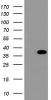 BCL10 Antibody in Western Blot (WB)