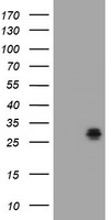 BCL10 Antibody in Western Blot (WB)