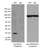 BCL2 Antibody in Western Blot (WB)