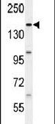 BCORL1 Antibody in Western Blot (WB)