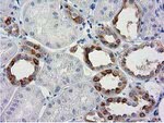 BECN1 Antibody in Immunohistochemistry (Paraffin) (IHC (P))