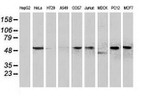 BECN1 Antibody in Western Blot (WB)