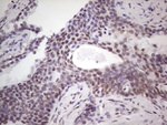 BHLHE41 Antibody in Immunohistochemistry (Paraffin) (IHC (P))