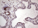 BHLHE41 Antibody in Immunohistochemistry (Paraffin) (IHC (P))