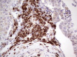 BHLHE41 Antibody in Immunohistochemistry (Paraffin) (IHC (P))