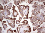 BHLHE41 Antibody in Immunohistochemistry (Paraffin) (IHC (P))