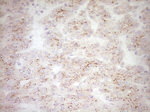 BHLHE41 Antibody in Immunohistochemistry (Paraffin) (IHC (P))