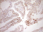 BHLHE41 Antibody in Immunohistochemistry (Paraffin) (IHC (P))