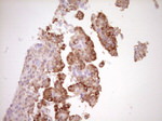 BHLHE41 Antibody in Immunohistochemistry (Paraffin) (IHC (P))