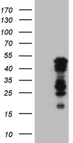 BHLHE41 Antibody in Western Blot (WB)