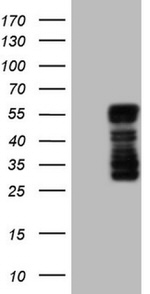 BHLHE41 Antibody in Western Blot (WB)