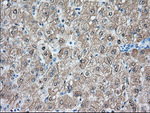 BHMT Antibody in Immunohistochemistry (Paraffin) (IHC (P))