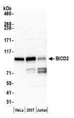 BICD2 Antibody in Western Blot (WB)