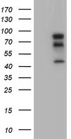 BIRC3 Antibody in Western Blot (WB)