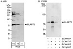 BLAP75 Antibody in Western Blot (WB)