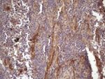 BMF Antibody in Immunohistochemistry (Paraffin) (IHC (P))