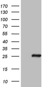 BMF Antibody in Western Blot (WB)