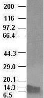 BMP4 Antibody in Western Blot (WB)