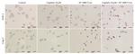 SOD2 Antibody in Immunocytochemistry (ICC/IF)