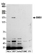 BMS1/BMS1L Antibody in Western Blot (WB)