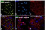 CD31 (PECAM-1) Antibody