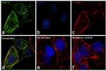 ErbB2 (HER-2) Antibody