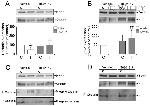 ZO-1 Antibody in Western Blot (WB)