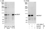 BRAF Antibody in Western Blot (WB)