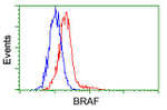BRAF Antibody in Flow Cytometry (Flow)