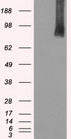 BRAF Antibody in Western Blot (WB)