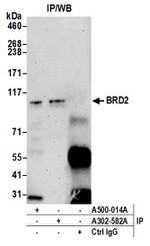 BRD2 Antibody in Western Blot (WB)