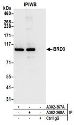 BRD3 Antibody in Western Blot (WB)