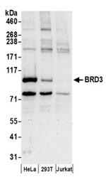 BRD3 Antibody in Western Blot (WB)