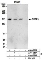 BRPF3 Antibody in Western Blot (WB)