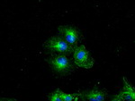 BSG Antibody in Immunocytochemistry (ICC/IF)