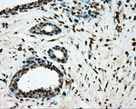 BSG Antibody in Immunohistochemistry (Paraffin) (IHC (P))