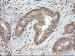 BSG Antibody in Immunohistochemistry (Paraffin) (IHC (P))