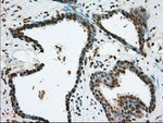 BSG Antibody in Immunohistochemistry (Paraffin) (IHC (P))