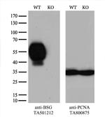 BSG Antibody