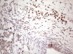 BTBD10 Antibody in Immunohistochemistry (Paraffin) (IHC (P))