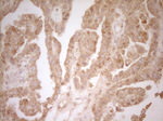 BTG1 Antibody in Immunohistochemistry (Paraffin) (IHC (P))