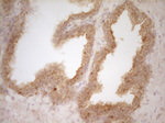 BTG1 Antibody in Immunohistochemistry (Paraffin) (IHC (P))