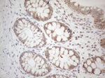 BTG2 Antibody in Immunohistochemistry (Paraffin) (IHC (P))