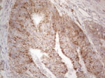 BTG2 Antibody in Immunohistochemistry (Paraffin) (IHC (P))