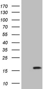 BTG2 Antibody in Western Blot (WB)