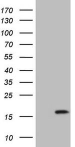 BTG2 Antibody in Western Blot (WB)