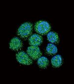 Btk Antibody in Immunocytochemistry (ICC/IF)