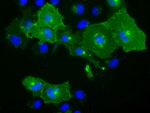 BTN1A1 Antibody in Immunocytochemistry (ICC/IF)