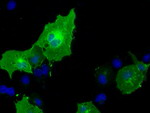 BTN1A1 Antibody in Immunocytochemistry (ICC/IF)